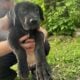 Great Dane puppies