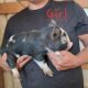 Kunekune piglets