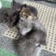 Kittens raised in home with children