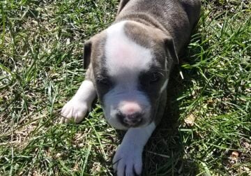 8 pitbull bully puppies need homes