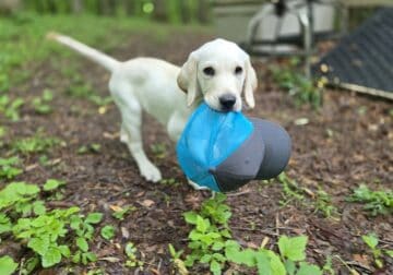 Goldador – Lab / Golden