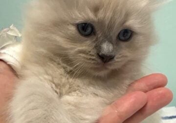 Blue and Lilac point Ragdoll kittens
