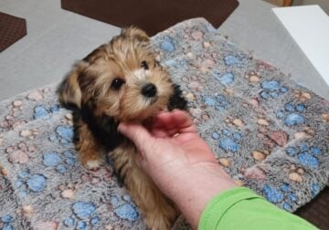 registered yorkies