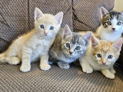 Kittens looking for a new home