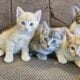 Kittens looking for a new home