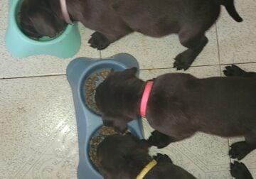 Chocolate labs