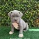 ABKC American Bully XL Puppies