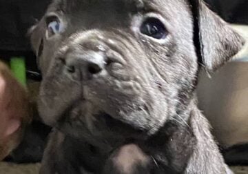 Cane corso puppies