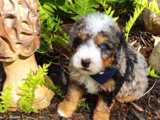 Mini Bernedoodle puppy Charlie