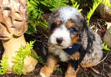 Mini Bernedoodle puppy Charlie