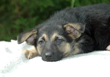German Shepherd Male All pups $500