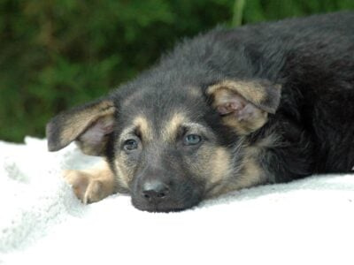 German Shepherd Male All pups $500