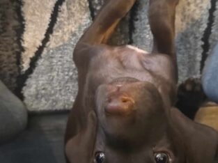 Puppy