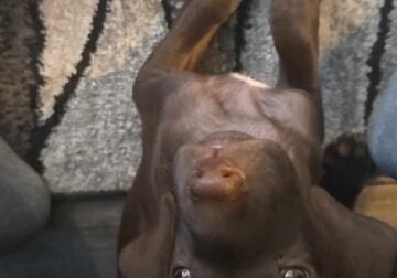 Puppy
