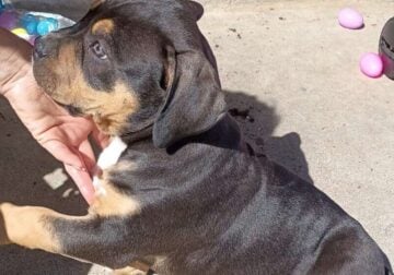 Pure breed XL bullys