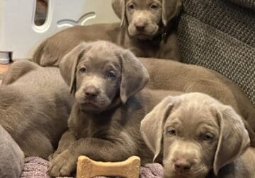 Labrador Retrieves Babies – Only 4 left!!!