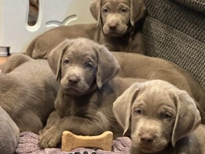 Labrador Retrieves Babies – Only 4 l  ...