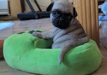 Pug Puppies