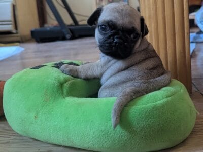 Pug Puppies