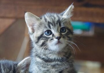 Tiger Kitten