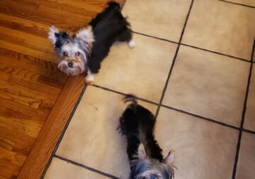 Yorkie puppies