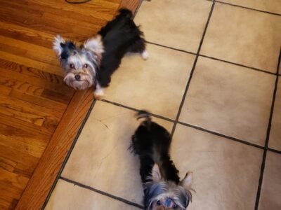 Yorkie puppies