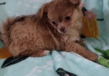 Pomchi puppies Toast and butter ball