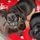 English Bull Dog Puppies