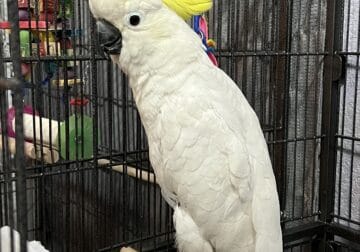 COCKATOO