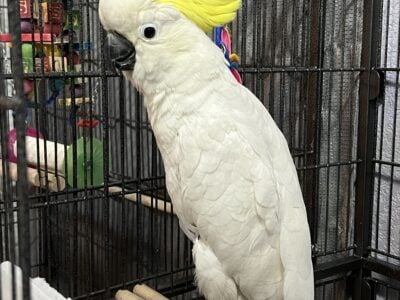 COCKATOO