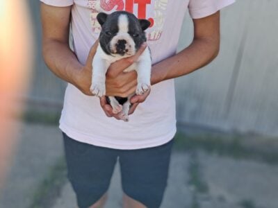 JESSIE