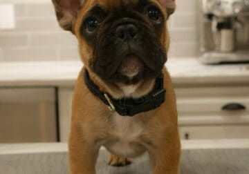 12 Week Male AKC French Bulldog