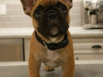 12 Week Male AKC French Bulldog