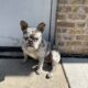 Merle Frenchie