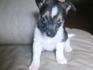 Sweet little Tri colored boy Tobie