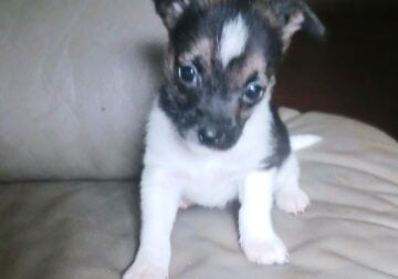 Sweet little Tri colored boy Tobie