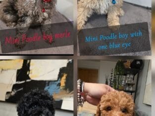 Mini poodle poodles