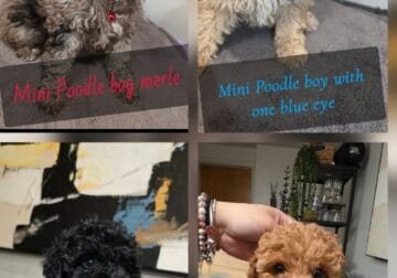 Mini poodle poodles