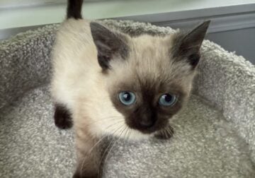 Siamese