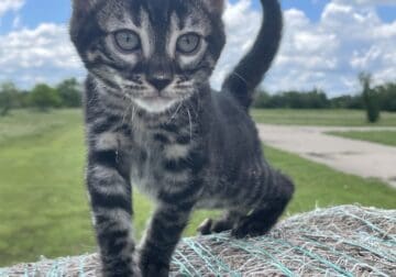 Charcoal Bengal kitten