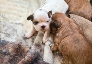 Shih Tzu Puppies