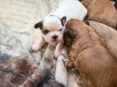 Shih Tzu Puppies