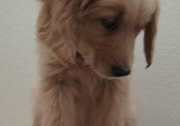 Golden Retriever Puppy