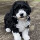 F1B Mini Bernedoodles- 6 available