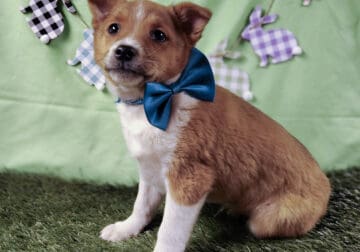 Puppy male $75 small breed