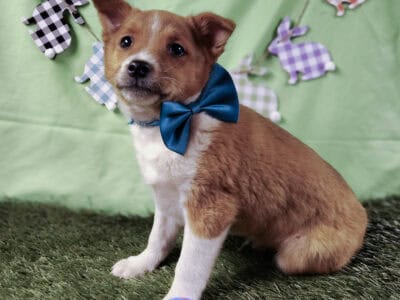 Puppy male $75 small breed