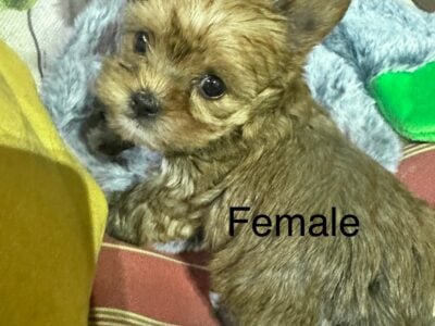 Yorkshire terrier