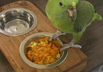 Amazon yellow nap