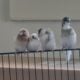 Fawn Colors Society Finches