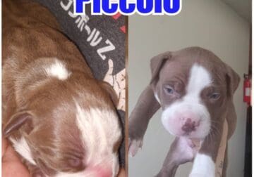Stratfordshire pittbull puppies
